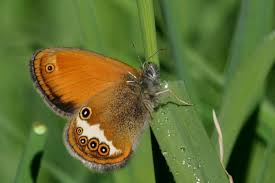 Attēlu rezultāti vaicājumam “Coenonympha arcania”