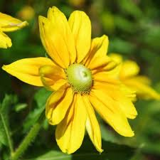 Image result for Rudbeckia