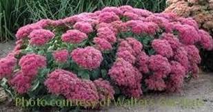 Image result for Chrysanthemum spectabile