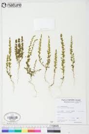 Image result for Chenopodium botrys