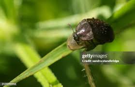 Attēlu rezultāti vaicājumam “Phosphuga atrata”