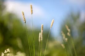 Attēlu rezultāti vaicājumam “Setaria glauca”