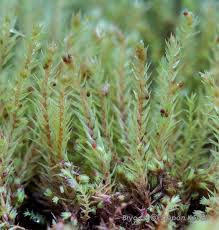 Attēlu rezultāti vaicājumam “Philonotis marchica”