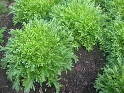 Image result for Endivie