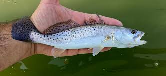 Image result for Cynoscion nebulosus