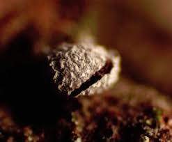 Attēlu rezultāti vaicājumam “Badhamiopsis scripta sessile”