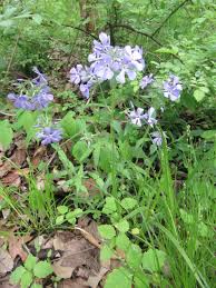 Attēlu rezultāti vaicājumam “Polemoniaceae”