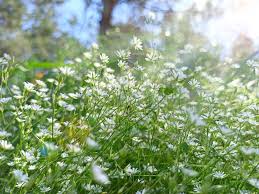 Attēlu rezultāti vaicājumam “Stellaria graminea flower”
