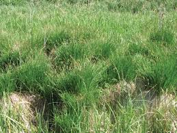 Attēlu rezultāti vaicājumam “Carex cespitosa”