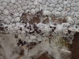 Attēlu rezultāti vaicājumam “Diderma spumarioides”