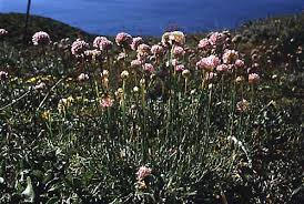 Attēlu rezultāti vaicājumam “Plumbaginaceae”