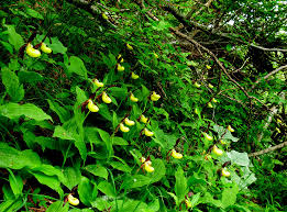 Attēlu rezultāti vaicājumam “Cypripedium calceolus leaf”