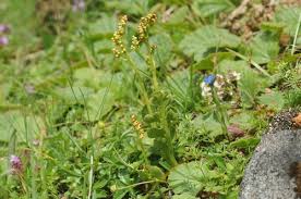 Attēlu rezultāti vaicājumam “Botrychium lunaria”