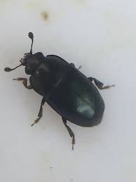 Attēlu rezultāti vaicājumam “Meligethes sp.”