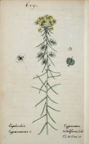 Attēlu rezultāti vaicājumam “Euphorbia cyparissias”