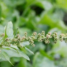 Attēlu rezultāti vaicājumam “Chenopodium bonus-henricus leaf”