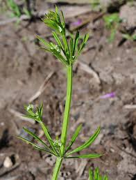 Attēlu rezultāti vaicājumam “Galium aparine leaf”