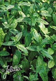 Attēlu rezultāti vaicājumam “Mentha spicata”