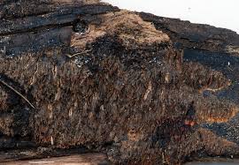 Attēlu rezultāti vaicājumam “Mycoacia fuscoatra”