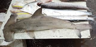 Image result for Sphyrna lewini