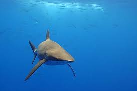Image result for Carcharhinus brachyurus