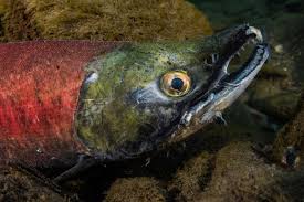 Image result for Acipenser medirostris