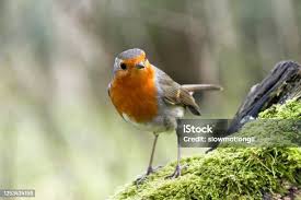 Attēlu rezultāti vaicājumam “Erithacus rubecula adult”