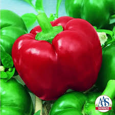 Afbeeldingsresultaat voor chocolate beauty sweet pepper