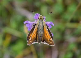Attēlu rezultāti vaicājumam “Hesperia comma underside”