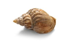 Image result for Buccinum undatum