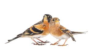 Attēlu rezultāti vaicājumam “Fringilla montifringilla female”