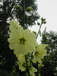 Image result for Alcea rugosa
