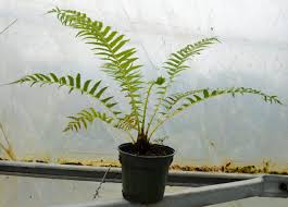 Attēlu rezultāti vaicājumam “Matteuccia struthiopteris”