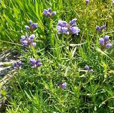 Attēlu rezultāti vaicājumam “Dracocephalum ruyschiana fruit”