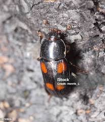 Attēlu rezultāti vaicājumam “Triplax russica”