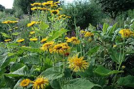 Image result for Telekia speciosa