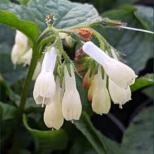 Attēlu rezultāti vaicājumam “Symphytum grandiflorum flower”