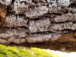 Attēlu rezultāti vaicājumam “Badhamia dubia macro”