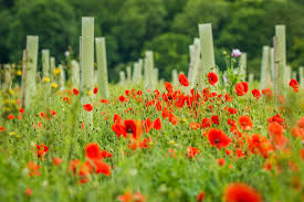 Attēlu rezultāti vaicājumam “Chenopodium polyspermum var. acutifolium flower”