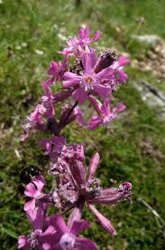 Attēlu rezultāti vaicājumam “Silene viscaria bud”