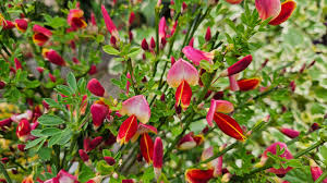 Image result for Cytisus scoparius