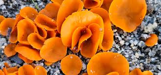 Attēlu rezultāti vaicājumam “Aleuria aurantia”