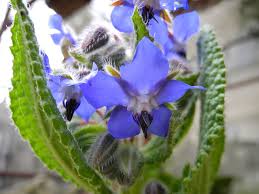 Attēlu rezultāti vaicājumam “Borago officinalis flower”