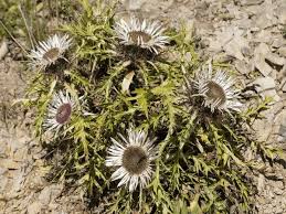 Image result for Alpendistel