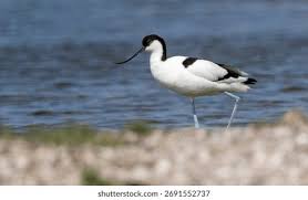 Attēlu rezultāti vaicājumam “Recurvirostra avosetta”