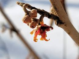 Attēlu rezultāti vaicājumam “Hamamelis vernalis flower”