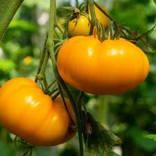 Afbeeldingsresultaat voor amana orange beefsteak tomato