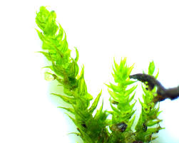 Attēlu rezultāti vaicājumam “Hygroamblystegium varium”