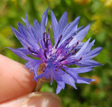 Image result for Centaurea cyanus