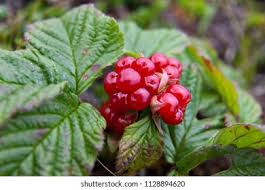 Attēlu rezultāti vaicājumam “Rubus saxatilis fruit”